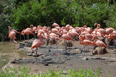 Flamingos at BAMZ