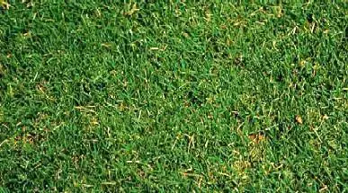Bermuda Grass Seed And Types